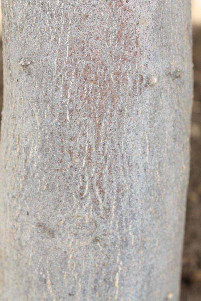            Bark (Riverside, CA)   